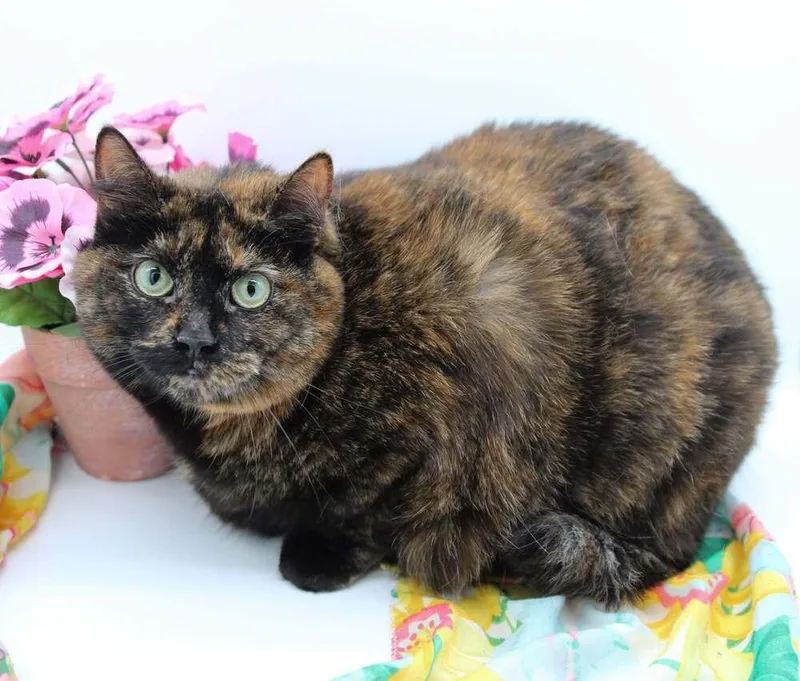 An adult medium-sized female Domestic Short Hair cat named Paula Dean for adoption in Muskegon, MI