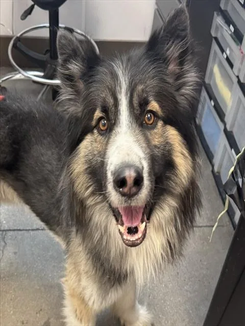 An adult large-sized male Shetland Sheepdog / Sheltie dog named Chimera for adoption in Tucson, AZ