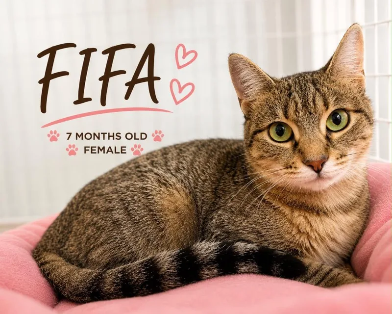Fifa thumbnail 3