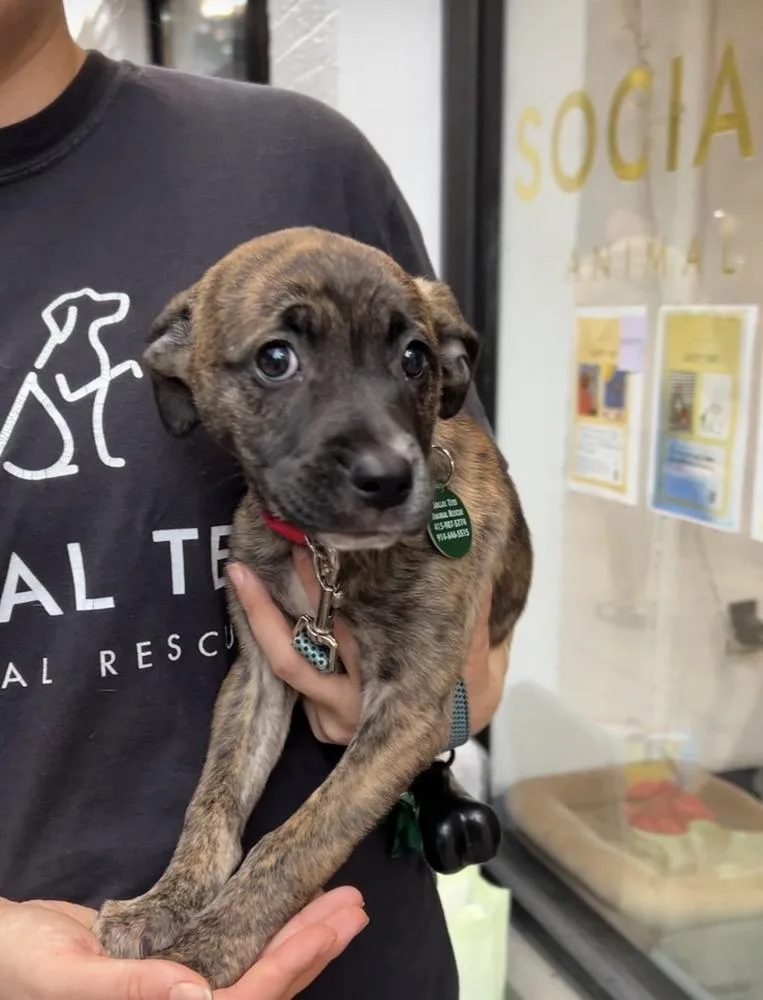 A baby medium-sized female Brindle Terrier dog named Daisy for adoption in Manhattan, NY