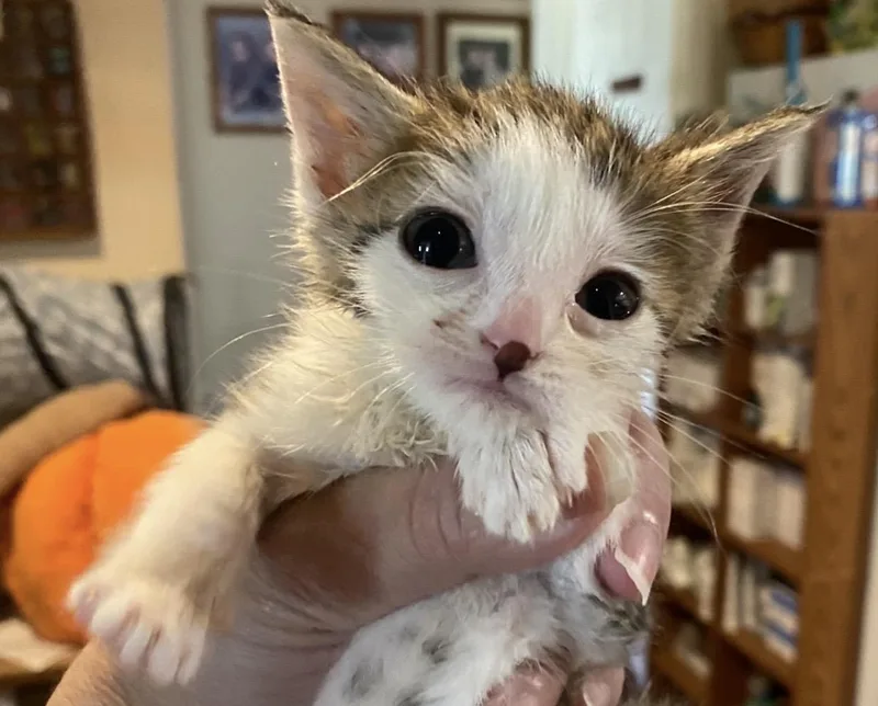 A baby medium-sized female White Domestic Short Hair cat named Joy for adoption in Port Washington, WI