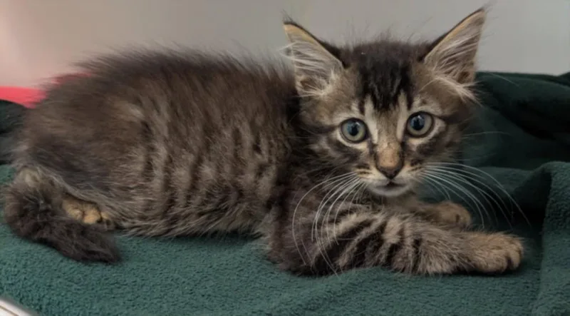 A baby small-sized male Domestic Short Hair cat named Italian for adoption in Texas City, TX