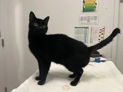 An adult medium-sized female Black Domestic Short Hair cat named Caviar for adoption in Kansas City, MO