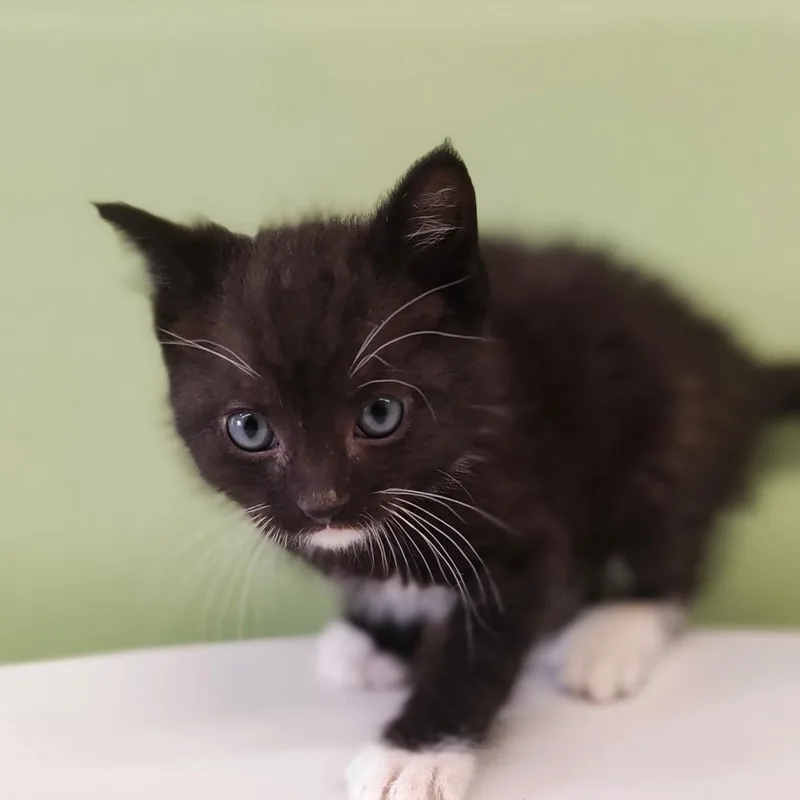 A baby small-sized male Black Domestic Short Hair cat named Cosmo for adoption in St. Helena, CA