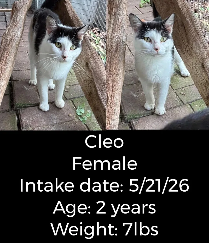 An adult medium-sized female White Domestic Short Hair cat named Cleo for adoption in Staffordsville, KY