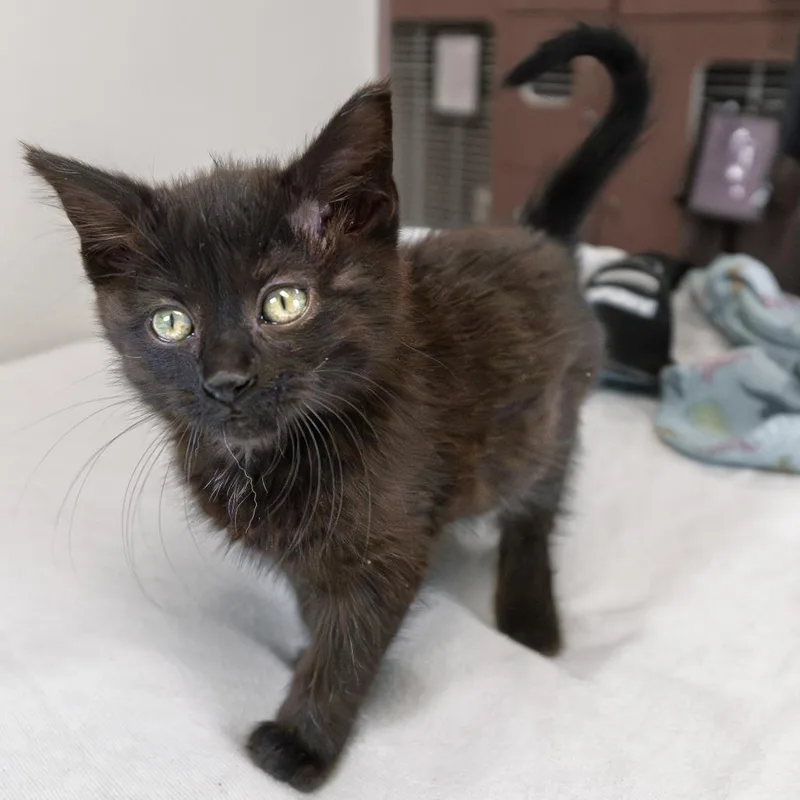 A baby small-sized female Black Domestic Short Hair cat named Ginny for adoption in South Elgin, IL