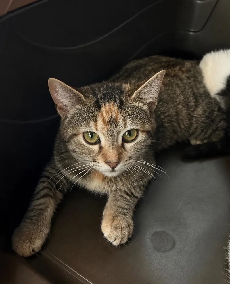 A baby medium-sized female Domestic Short Hair cat named Toopy for adoption in Fort Lupton, CO