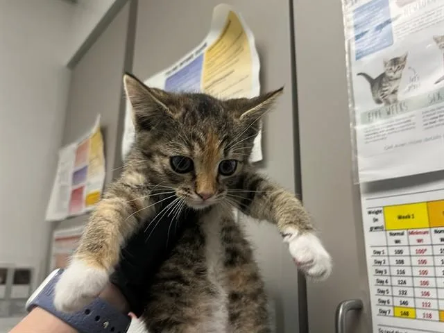 A baby small-sized female Domestic Short Hair cat named Nancy Drew for adoption in Antioch, CA