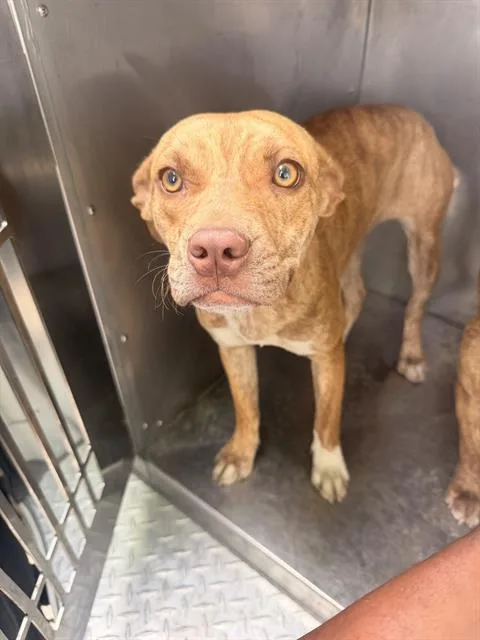 A young medium-sized female Mixed Breed dog named Amira for adoption in Dallas, TX