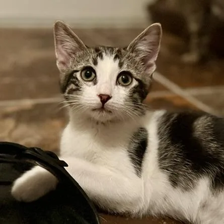A baby small-sized male Brown / Chocolate Domestic Short Hair cat named Brody for adoption in Las Vegas, NV