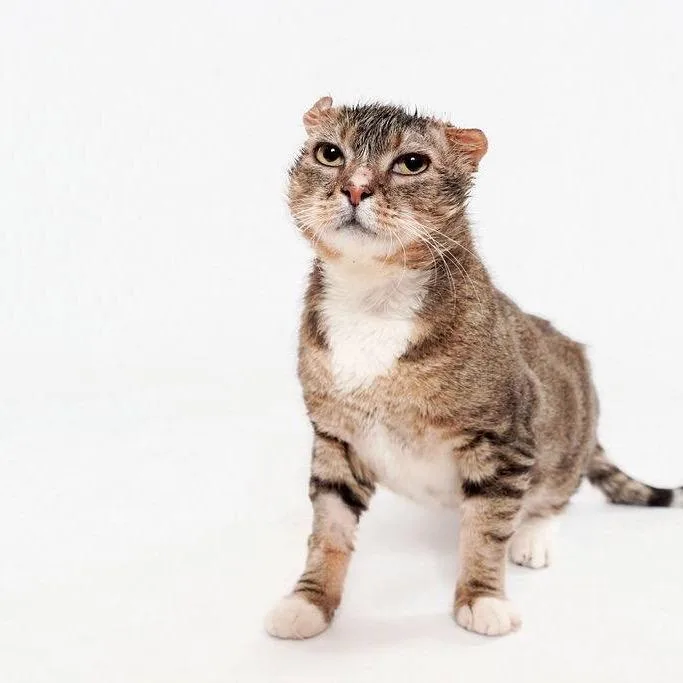 An adult extra large-sized male Brown / Chocolate Domestic Short Hair cat named Buddy Van Buren for adoption in Westhampton, NY