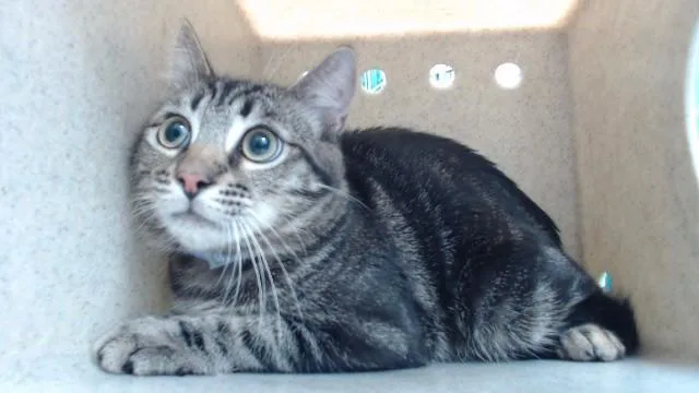A young medium-sized male Domestic Short Hair cat named Christian for adoption in Downey, CA
