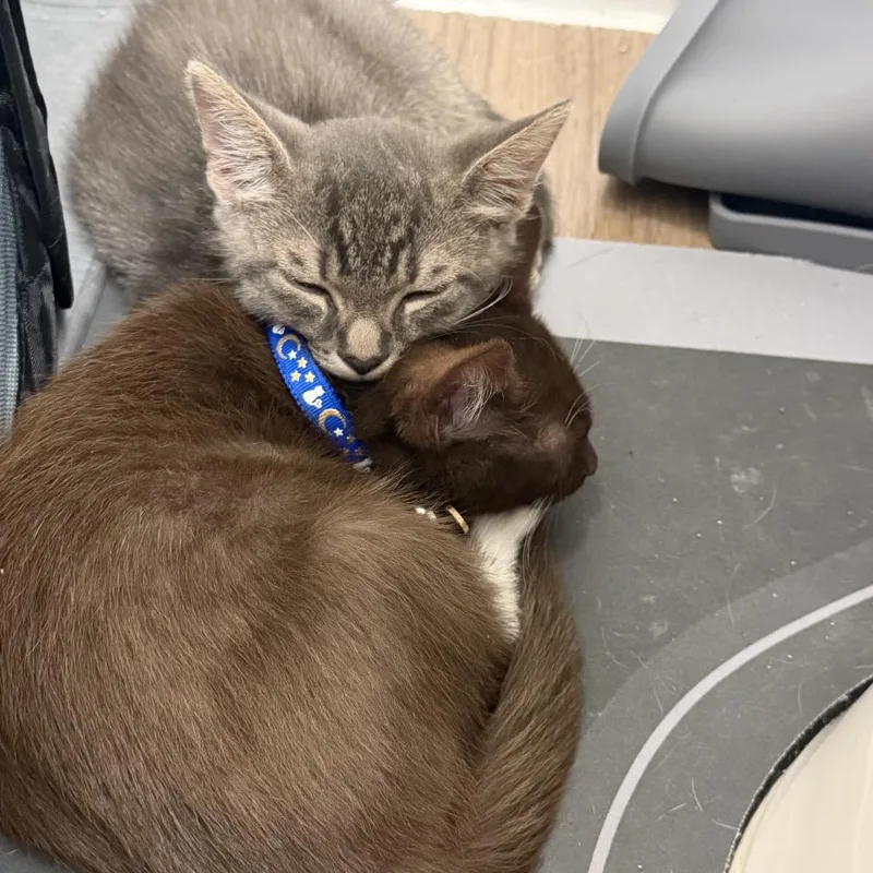 A baby small-sized male Gray / Blue / Silver Domestic Short Hair cat named Magic for adoption in Oakton, VA