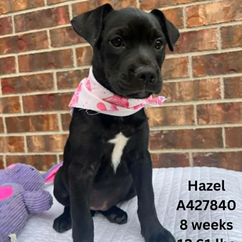 A baby small-sized female Black Mixed Breed dog named Hazel for adoption in Tomah, WI