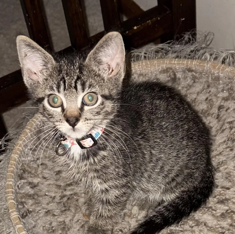 A baby medium-sized male Tabby (Brown / Chocolate) Domestic Short Hair cat named Sheldon for adoption in Houghton Lake, MI