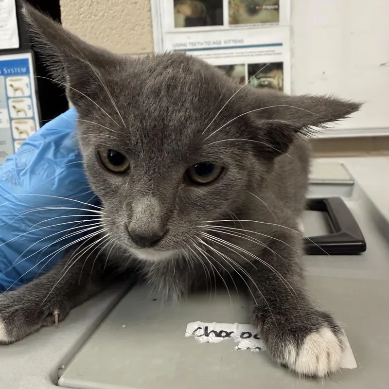 A baby small-sized female Gray / Blue / Silver Domestic Short Hair cat named Meowcula for adoption in Troy, VA
