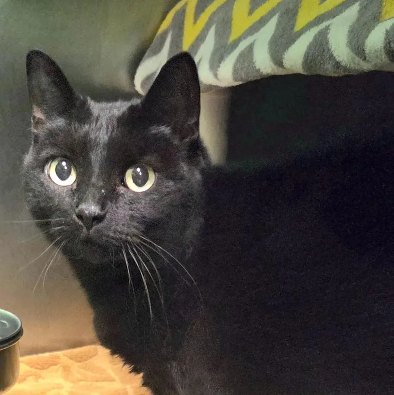 A senior medium-sized female Domestic Short Hair cat named Greta for adoption in Olean, NY