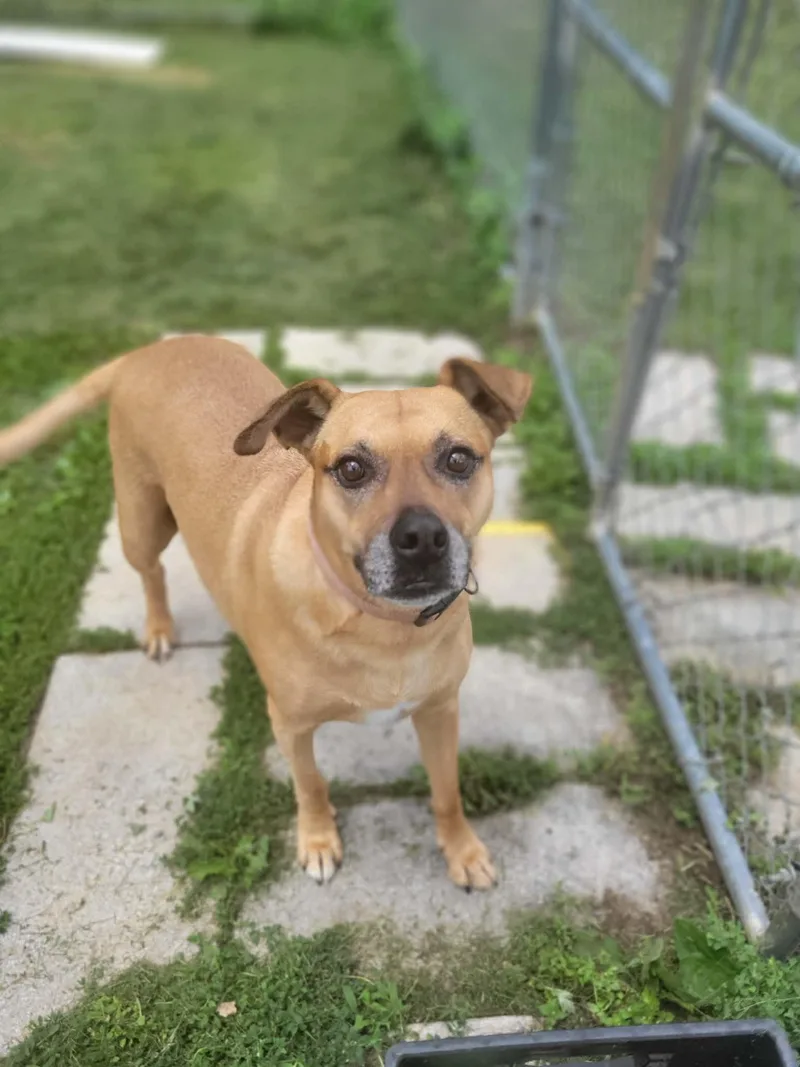 A senior large-sized female Brown / Chocolate Boxer dog named Penny for adoption in Chambersburg, PA