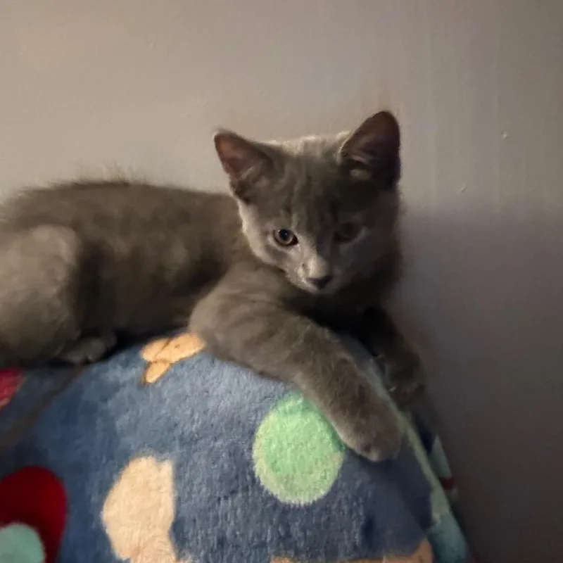 A baby small-sized male Gray / Blue / Silver Russian Blue cat named Fonzie for adoption in Carmel, IN