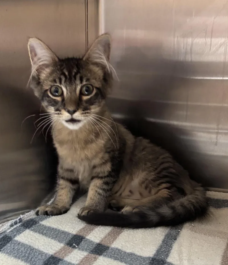 A young medium-sized female Tabby (Buff / Tan / Fawn) Tabby cat named Orzo for adoption in Raymond, WA