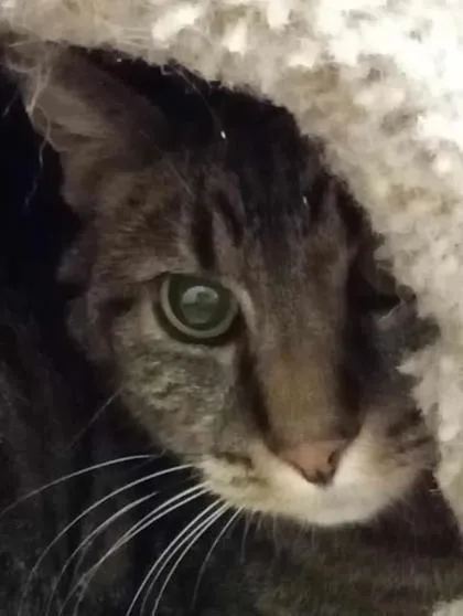 A senior large-sized male Domestic Short Hair cat named Peanut for adoption in Aberdeen, SD