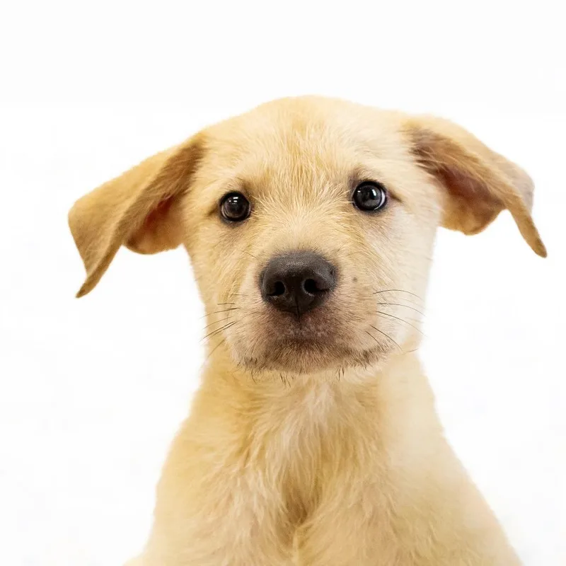 A baby small-sized male Yellow / Tan / Blond / Fawn Mixed Breed dog named Tito for adoption in Cartersville, GA