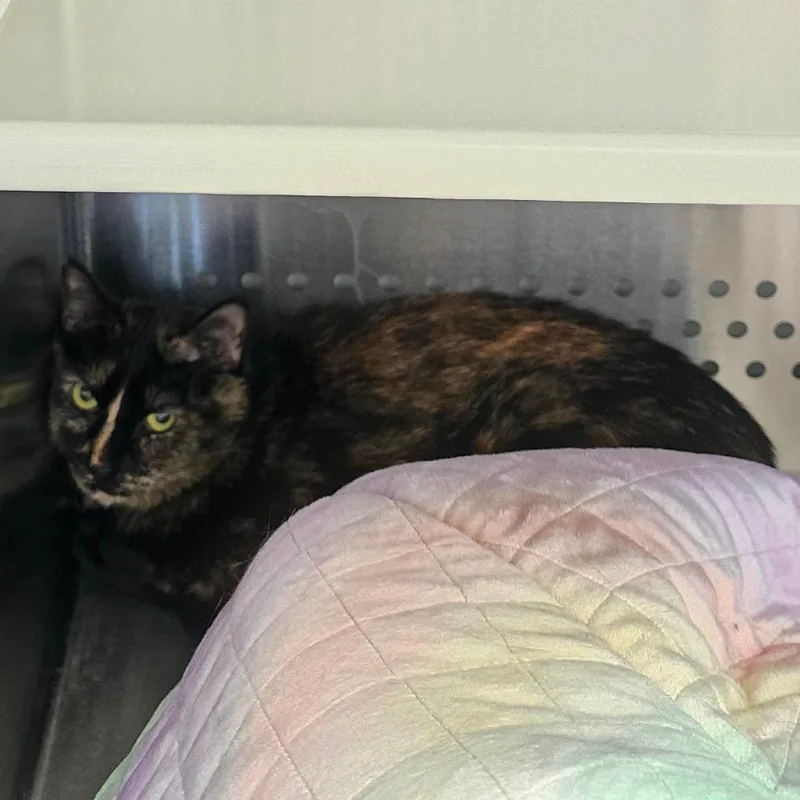 An adult medium-sized female Tortoiseshell Domestic Short Hair cat named Madam All Spice NM for adoption in Denver, CO