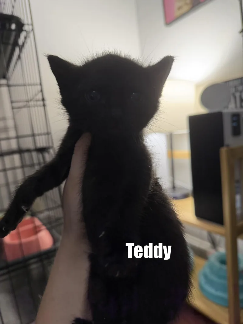 Teddy
