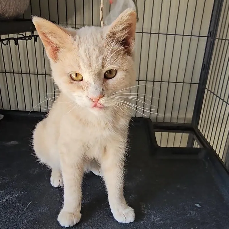 A young small-sized female Buff / Tan / Fawn Domestic Short Hair cat named Biscuit for adoption in Denison, IA
