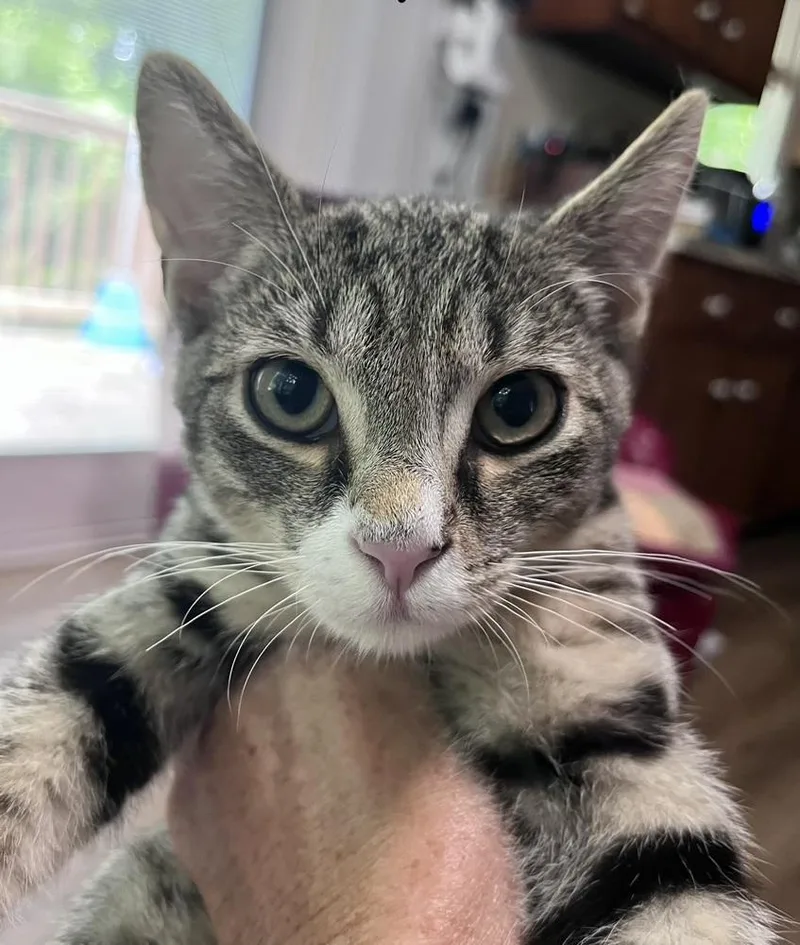 A baby small-sized male Domestic Short Hair cat named Bubby for adoption in Telford, PA