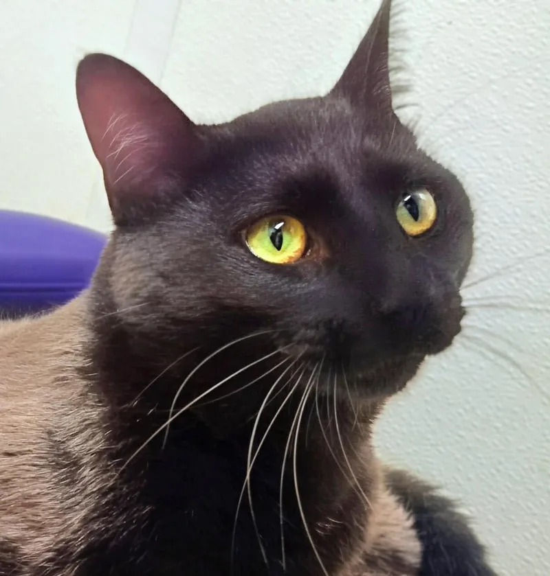 An adult large-sized male Black Domestic Short Hair cat named Soot for adoption in Springfield, IL