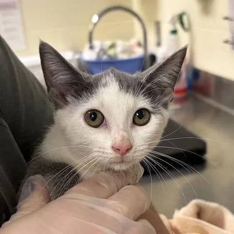 A baby small-sized female Gray / Blue / Silver Domestic Short Hair cat named Opossum for adoption in Asheville, NC