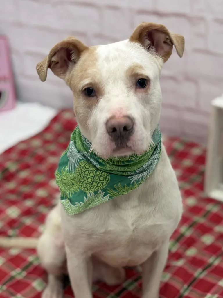 An adult medium-sized male Mixed Breed dog named Drako for adoption in Detroit, MI