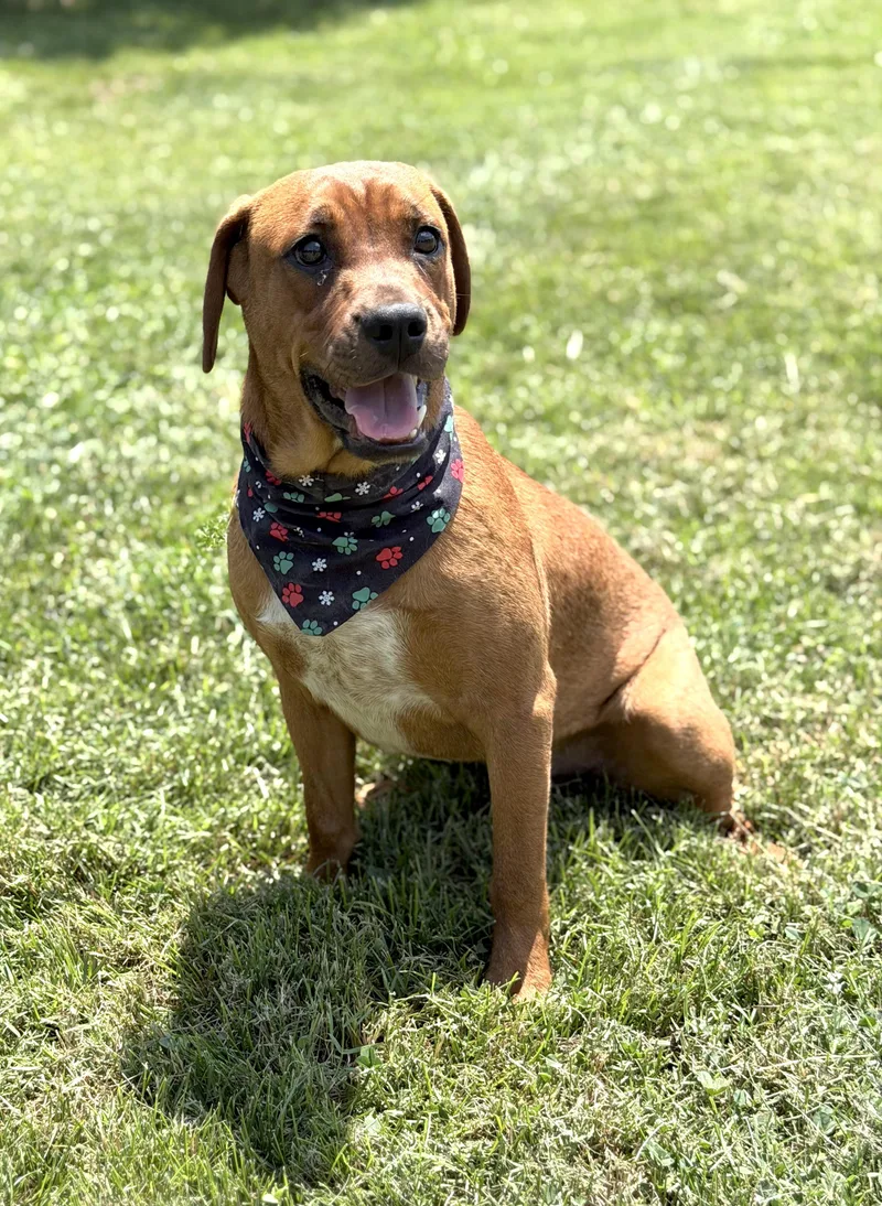 A baby medium-sized male Golden Hound dog named Rocket for adoption in Maryville, TN