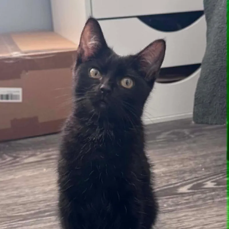 A baby small-sized male Black Domestic Medium Hair cat named Blaze for adoption in Troy, IL