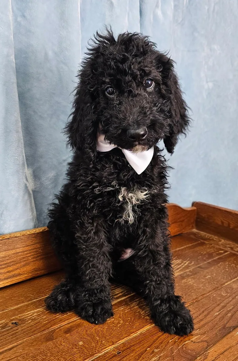 A baby medium-sized male Black Standard Poodle dog named Piccolo for adoption in East Sparta, OH