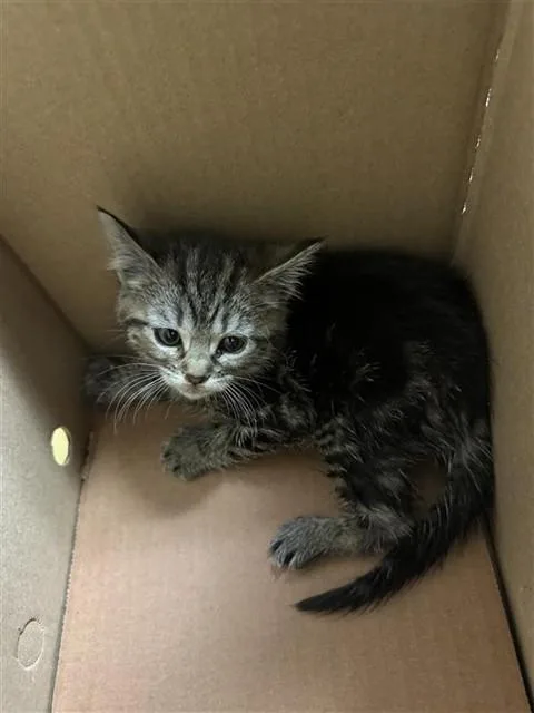 A baby small-sized female Domestic Short Hair cat named A for adoption in Sacramento, CA