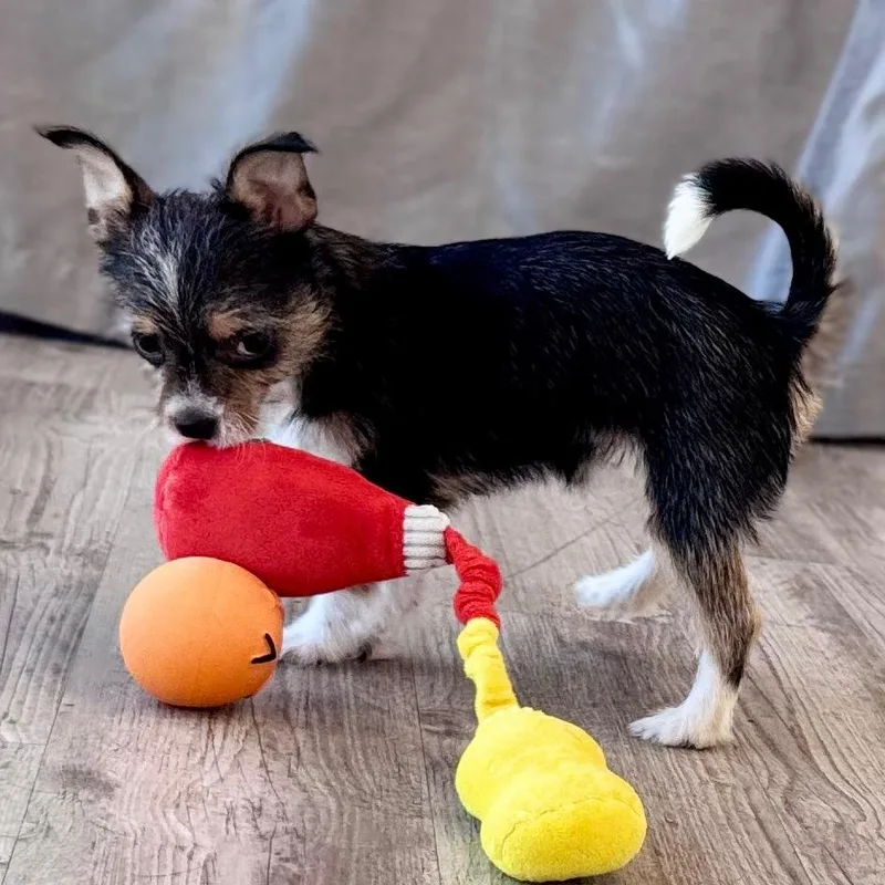 A baby small-sized female Black Yorkshire Terrier dog named Plum for adoption in Green Bay, WI
