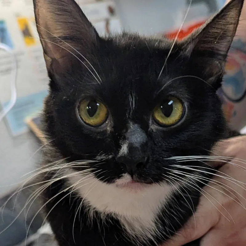 A young small-sized female Black Domestic Short Hair cat named Sage for adoption in Brighton, MO