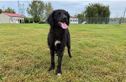 A young medium-sized female Mixed Breed dog named Betty Boop for adoption in Columbus, IN