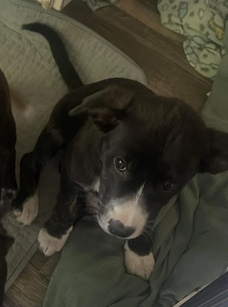 A baby small-sized female White / Cream Pit Bull Terrier dog named Reese for adoption in Addison, IL
