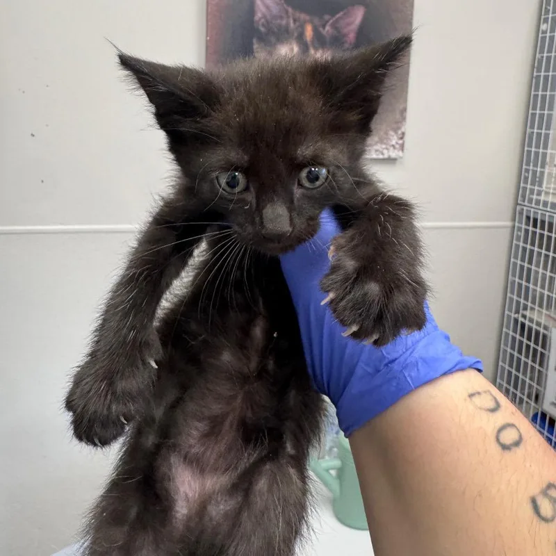 A baby small-sized male Black Domestic Short Hair cat named Sharky for adoption in Columbiana, AL