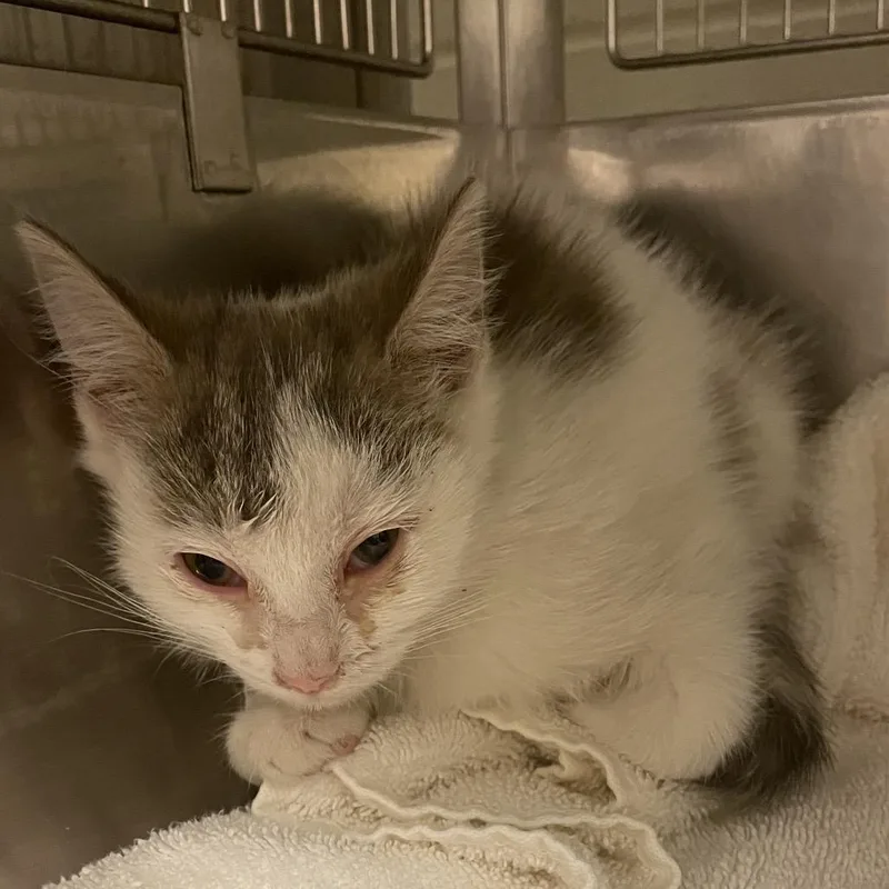 A baby small-sized female White Domestic Short Hair cat named SnoCap for adoption in Bristol, IN