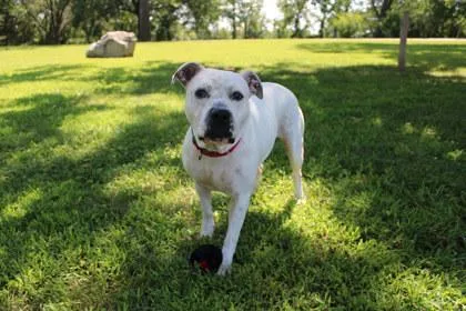 Pupper thumbnail 2