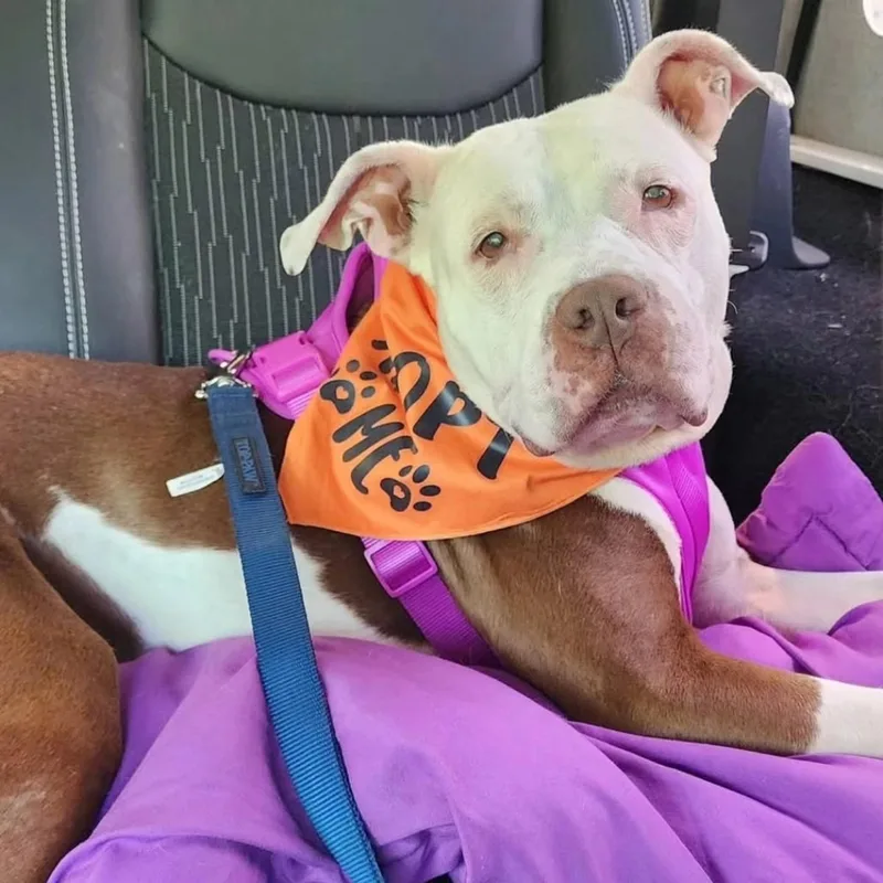 An adult medium-sized female Mixed Breed dog named Rosie for adoption in New Tripoli, PA
