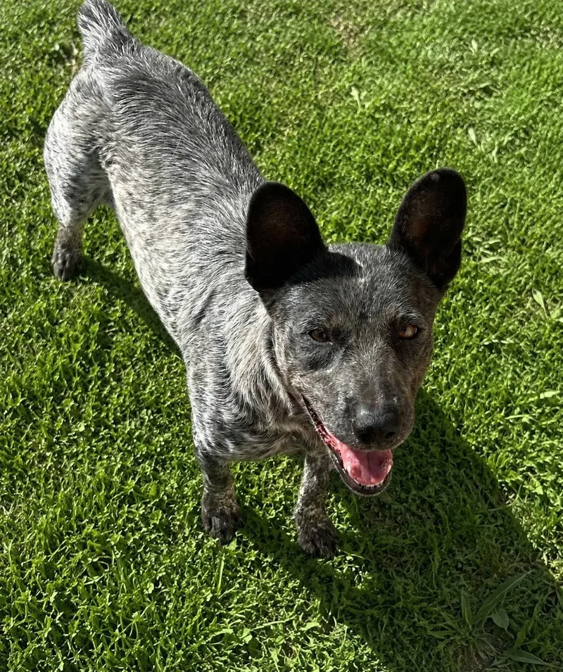 Sammy