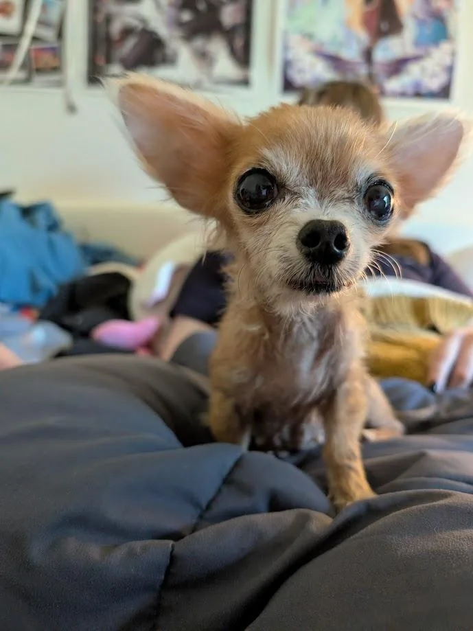 A senior small-sized female Chihuahua dog named Lottie for adoption in Bryan, TX