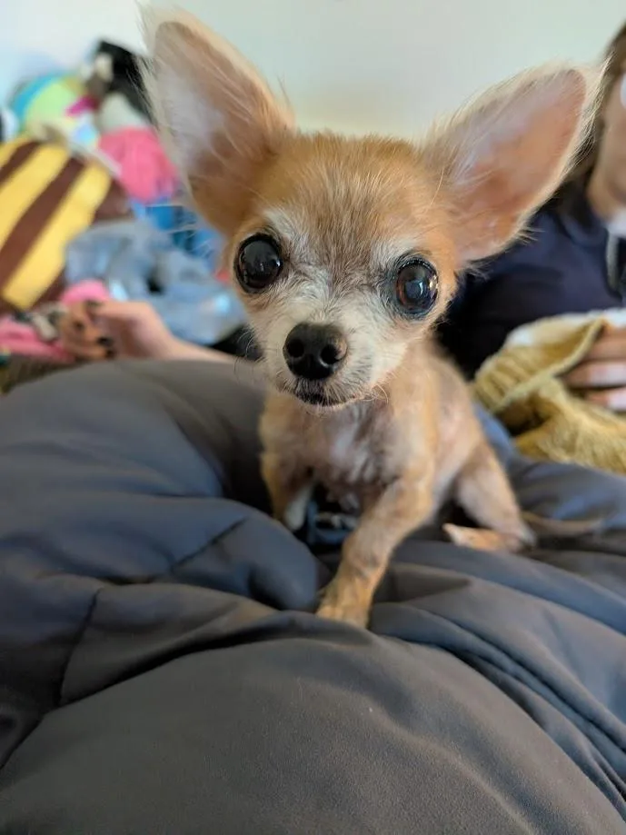 Lottie thumbnail 2