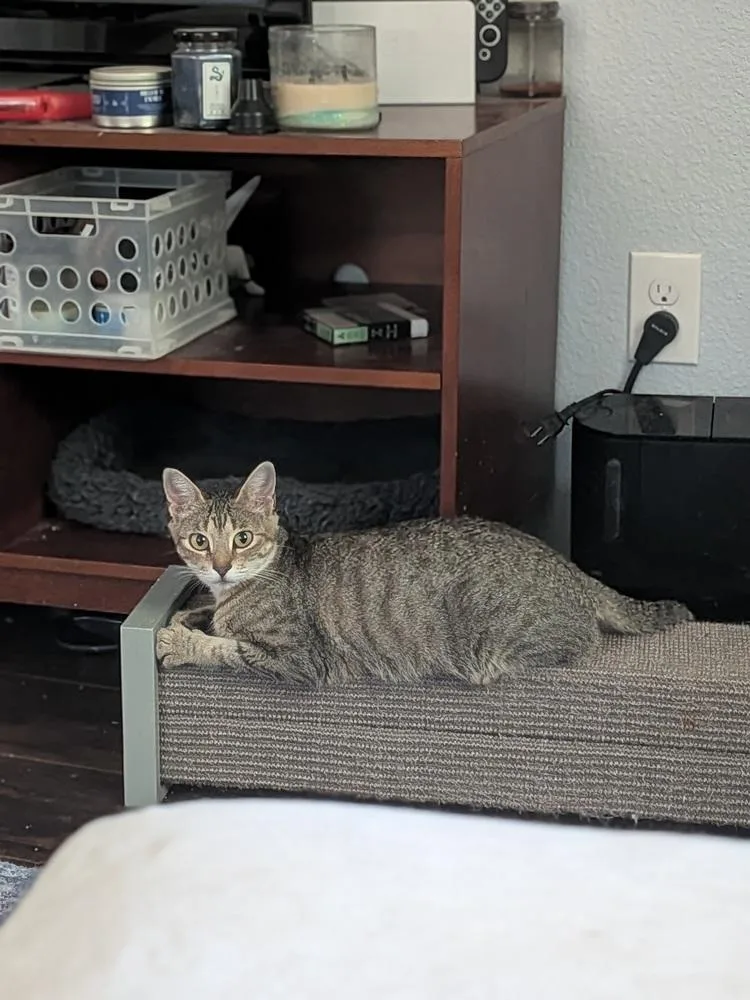 A young medium-sized female Tabby cat named Little Debbie for adoption in Dallas, TX