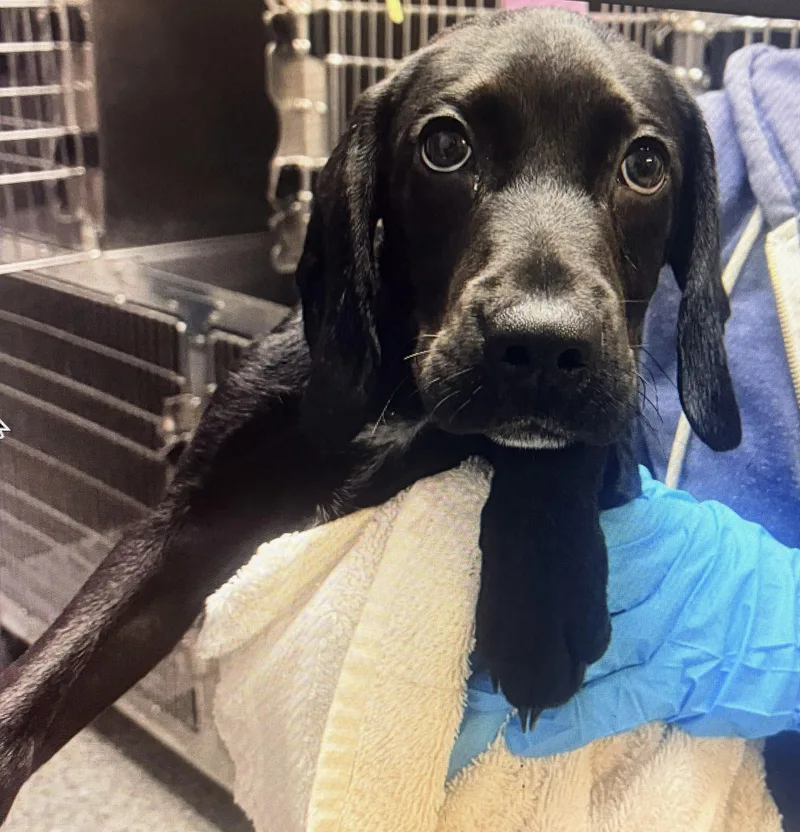 Cowboy